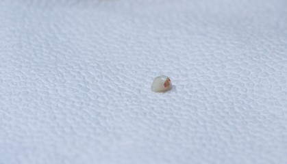white tooth on a napkin