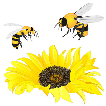 Sunflower with bee on white background.  Agriculture farming plant. Vector image...