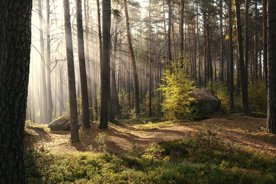 Sunlight passing through trees in forest