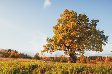 oak tree with yellow foliage at sunny autumn day