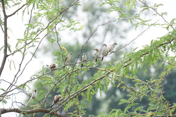 Indian Silverbills group