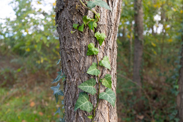 Hiedra trepando un árbol