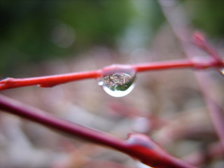 Raindrops on a branch