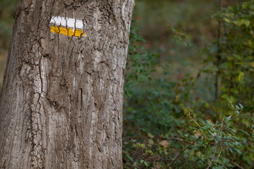 Naklejka premium marcas en un camino