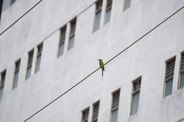 Green bee eater