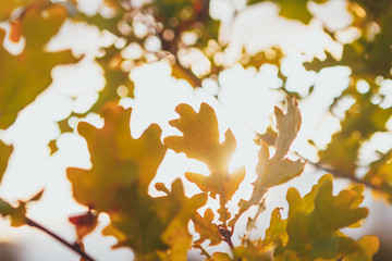 Fototapeta na wymiar yellow foliage of oak tree at sunny autumn day