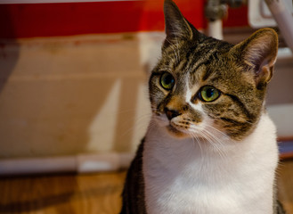 Cute bengal like cat