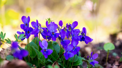 Purple violet on light yellow background in sunny weather_