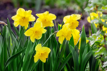 Yellow daffodils among green leaves on flowerbed_