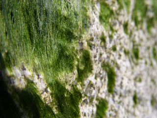 Algae on the stones