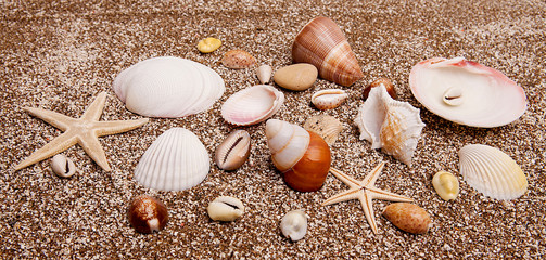 Sea shells on sandy beach on sunny day. Relaxation concept.