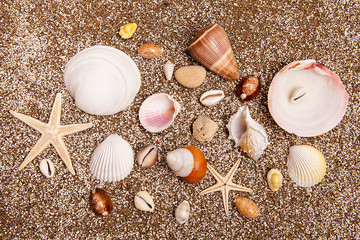 Sea shells on sandy beach on sunny day. Relaxation concept.