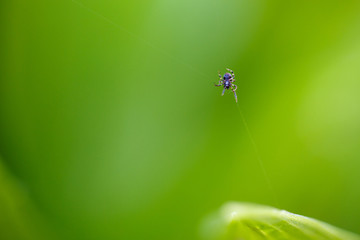 spider in web closeup