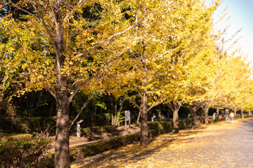 Naklejka premium 秩父ミューズパークの銀杏の紅葉