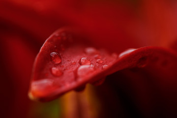 Red beautiful rose macro with water drops