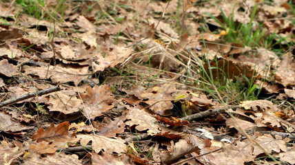 Forest views, landscapes, during fall season. Pieces of green moss, ferns, wood, foliage, orange leaves. Closeup/Macro. Fresh growing land, wilderness. Brown, orange, yellow colors. Texture of nature.