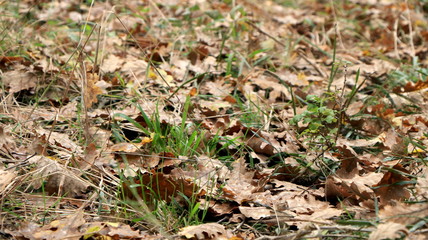 Forest views, landscapes, during fall season. Pieces of green moss, ferns, wood, foliage, orange leaves. Closeup/Macro. Fresh growing land, wilderness. Brown, orange, yellow colors. Texture of nature.