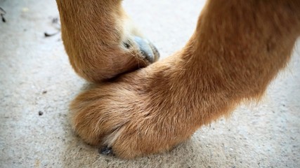 brown dog foot and black paw on gray concrete floor