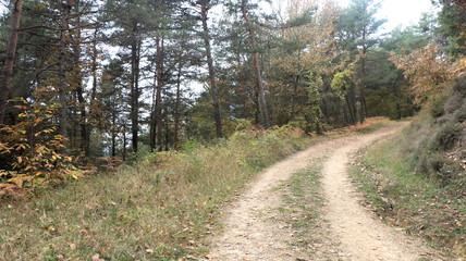 Path inside the woods, in forest during fall season. Trees : trunk, branch, leaves, green & brown color. Ocotber, nature. Wild countryside environment. Footpath for trail or trekking. Future, choice.
