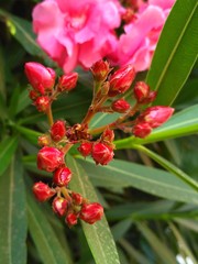 Bush bright pink flowers with buds on green branches