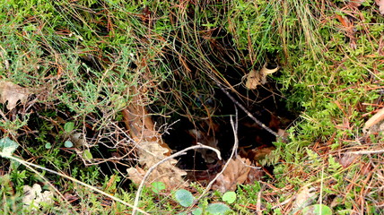 Obraz premium Forest views, landscapes, during fall season. Pieces of green moss, ferns, wood, foliage, orange leaves. Closeup/Macro. Fresh growing land, wilderness. Brown, orange, yellow colors. Texture of nature.