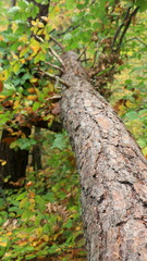 Trees in the woods, inside a forest during fall season. Trunk, bark, branch, leaves, green & brown color. Ocotber in nature. Oak, birch, pine, maple... Moss around, foliage in wild environment. Fresh.