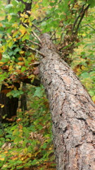 Trees in the woods, inside a forest during fall season. Trunk, bark, branch, leaves, green & brown color. Ocotber in nature. Oak, birch, pine, maple... Moss around, foliage in wild environment. Fresh.