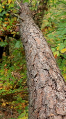 Trees in the woods, inside a forest during fall season. Trunk, bark, branch, leaves, green & brown color. Ocotber in nature. Oak, birch, pine, maple... Moss around, foliage in wild environment. Fresh.