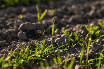 Young wheat seedlings growing on a field in autumn. Young green wheat growing in soil. Agricultural proces. Close up on sprouting rye agriculture on a field sunny day with blue sky. Sprouts of rye.
