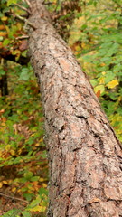Trees in the woods, inside a forest during fall season. Trunk, bark, branch, leaves, green & brown color. Ocotber in nature. Oak, birch, pine, maple... Moss around, foliage in wild environment. Fresh.