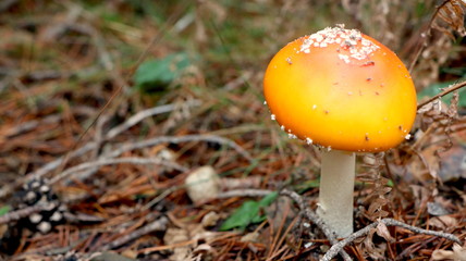 Wild mushrooms in the woods, forest. Amanita muscaria, agaric, chanterelle, boletus... (fungi). Healthy edible natural food. Careful poisonous, toxic. Green moss, texture 
