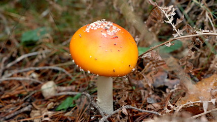 Wild mushrooms in the woods, forest. Amanita muscaria, agaric, chanterelle, boletus... (fungi). Healthy edible natural food. Careful poisonous, toxic. Green moss, texture 