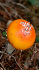 Wild mushrooms in the woods, forest. Amanita muscaria, agaric, chanterelle, boletus... (fungi). Healthy edible natural food. Careful poisonous, toxic. Green moss, texture 