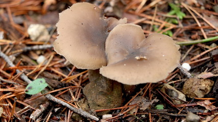 Wild mushrooms in the woods, forest. Amanita muscaria, agaric, chanterelle, boletus... (fungi)....