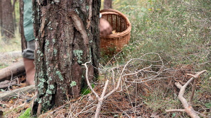 Brown wicker basket filled with mushrooms, orange chanterelles. Trekking in nature, forest, woods & moss. Handcraft container with healthy meal inside. Fall leisure activity for kid, adult, senior.