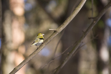 Little bird siskin sits in winter on a blurred bokeh background branch