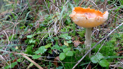 Wild mushrooms in the woods, forest. Amanita muscaria, agaric, chanterelle, boletus... (fungi). Healthy edible natural food. Careful poisonous, toxic. Green moss, texture "pasta" sometimes. Macro.