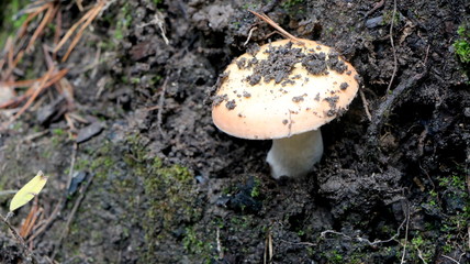 Wild mushrooms in the woods, forest. Amanita muscaria, agaric, chanterelle, boletus... (fungi). Healthy edible natural food. Careful poisonous, toxic. Green moss, texture 