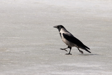 Crow walks on snowy ice solid horizontal background