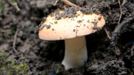 Wild mushrooms in the woods, forest. Amanita muscaria, agaric, chanterelle, boletus... (fungi). Healthy edible natural food. Careful poisonous, toxic. Green moss, texture 