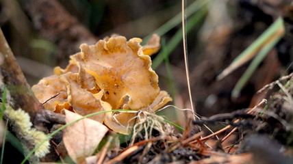 Wild mushrooms in the woods, forest. Amanita muscaria, agaric, chanterelle, boletus... (fungi). Healthy edible natural food. Careful poisonous, toxic. Green moss, texture 