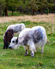 Fototapeta premium Yak in Sulden