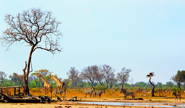 Panoramic view of a waterhole in Hwange National Park with zebra and giraffe against a natural bushveld and pale blue sky backdrop.  Heat Haze is visible, Hwange National Park,  Zimbabwe