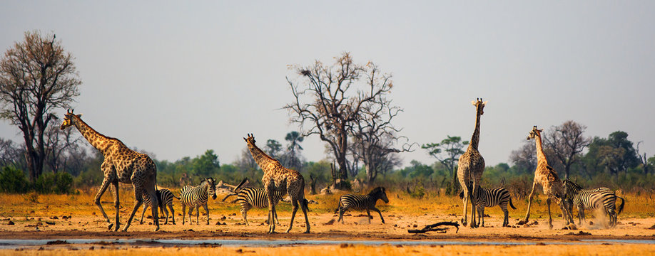 Panoramic scene of a vibrant waterhole in Hwange National Park.  Zebras and Giraffe congregate around a small waterhole in the midday sun, heat Haze and flying dust particles are visible.  Zimbabwe
