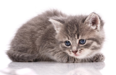 Gray domestic kitten on a white background