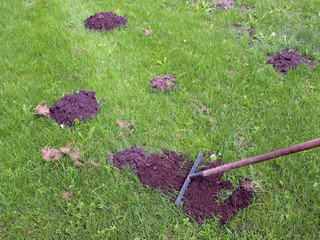 Removing molehills 2