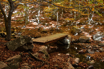 Wooden bridge in an autumnal forest