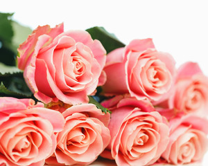 bunch of pink roses, white background