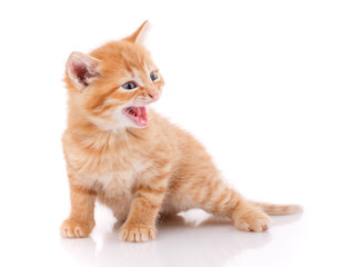 Portrait of red cat isolated on white