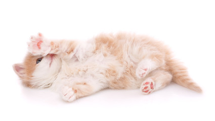 Cute playful kitten cat isolated on white